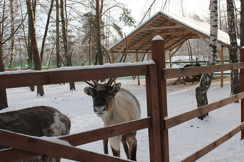 Егорьевск и Оленья ферма.