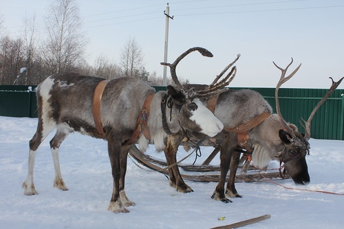 Егорьевск и Оленья ферма.