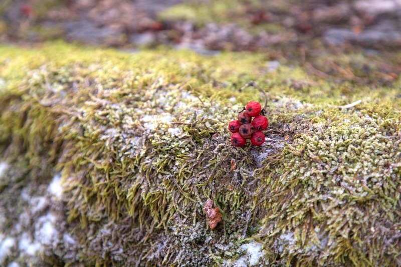 Выборг : кусочек Европы в Ленинградской области