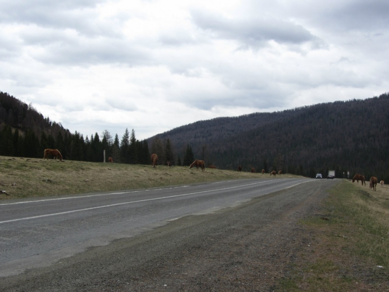 Тюмень - Горный Алтай, в два прихода (пока что в два... )