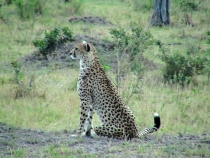 Высматривая добычу