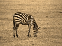 Истинная африканка