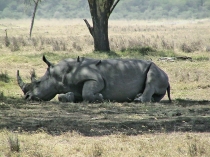 Коротконожка