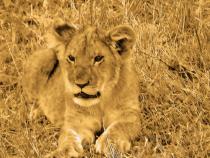 Принц Масаи-Марский