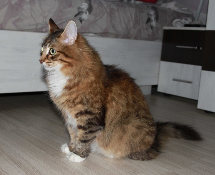 Поговорим о кошках34