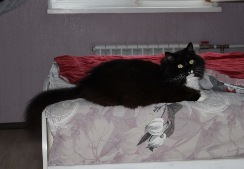 Поговорим о кошках34