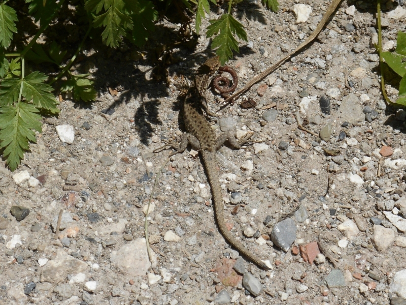Я, Грузия и Надюшка. Романтические и гастрономические впечатления