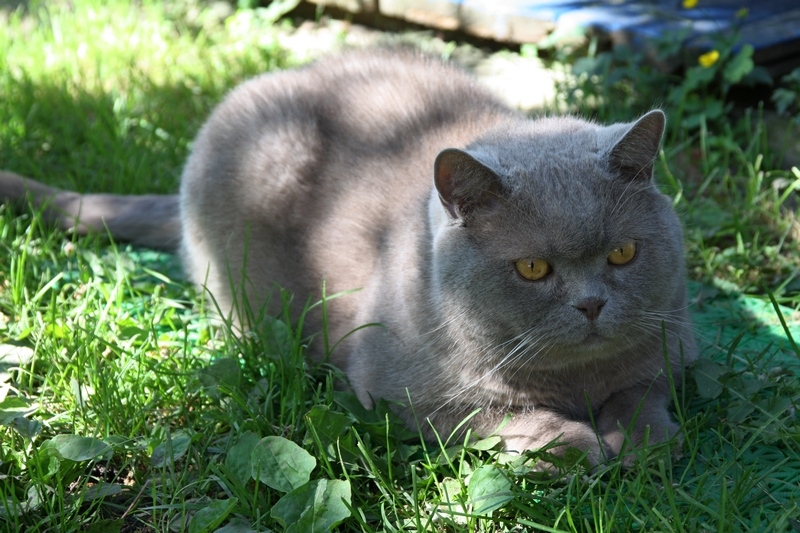 Поговорим о кошках34