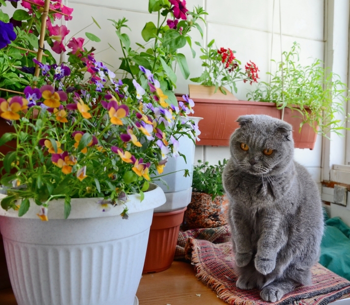 Поговорим о кошках34