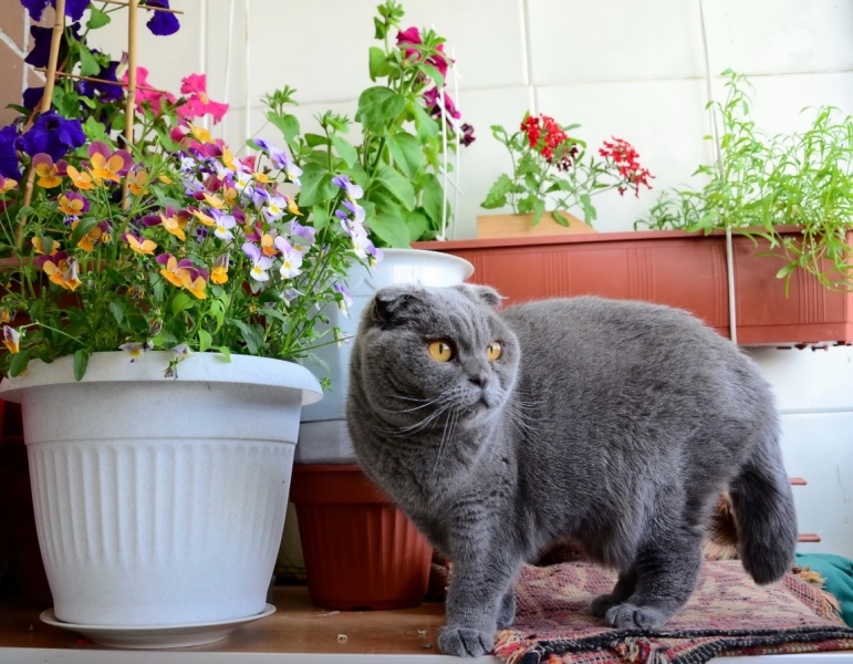 Поговорим о кошках34