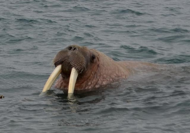 Шпицберген. Фотосафари на моржей