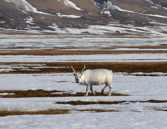 Шпицберген. Фотосафари на моржей