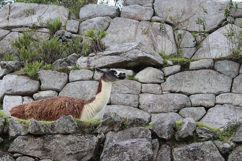 Мачу Пикчу и Каньон Колка. Видео + Фото