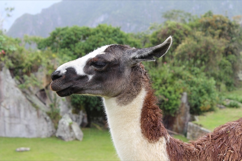 Мачу Пикчу и Каньон Колка. Видео + Фото