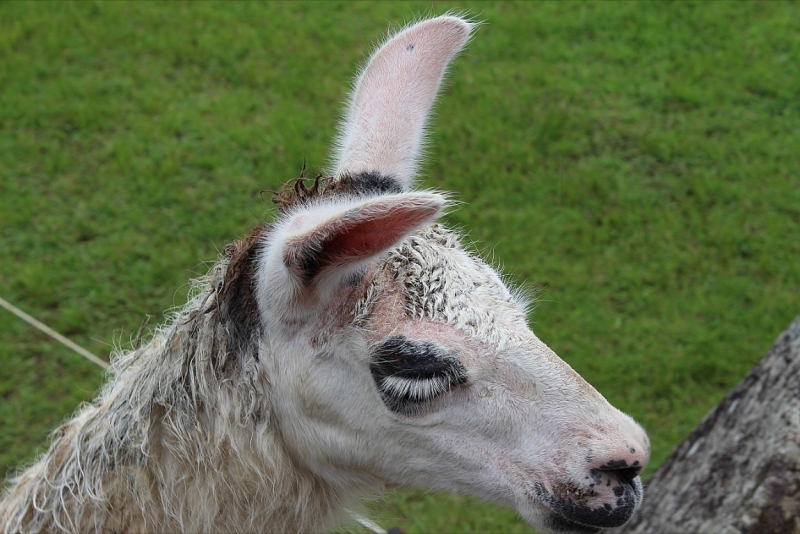 Мачу Пикчу и Каньон Колка. Видео + Фото