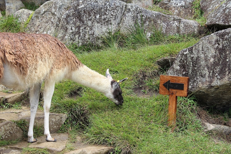 Мачу Пикчу и Каньон Колка. Видео + Фото