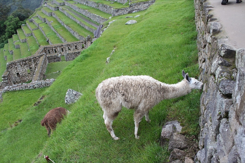 Мачу Пикчу и Каньон Колка. Видео + Фото