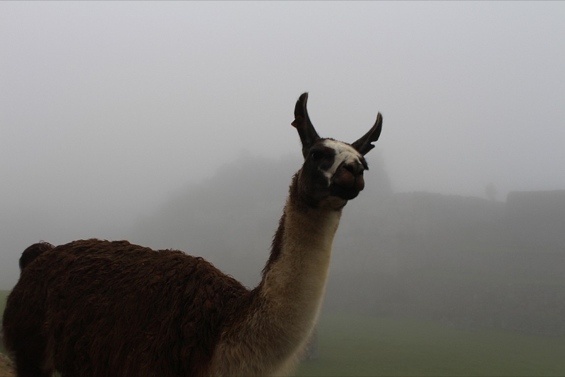 Мачу Пикчу и Каньон Колка. Видео + Фото