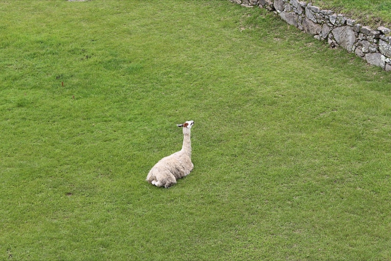Мачу Пикчу и Каньон Колка. Видео + Фото