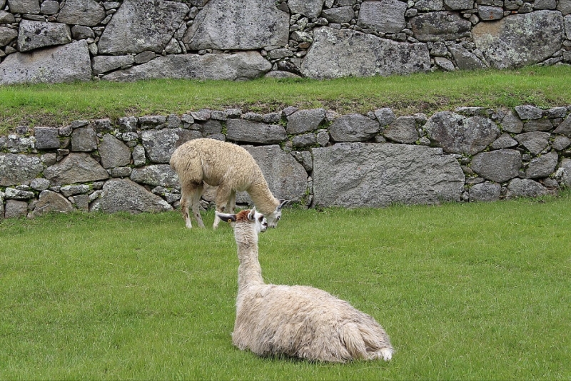 Мачу Пикчу и Каньон Колка. Видео + Фото