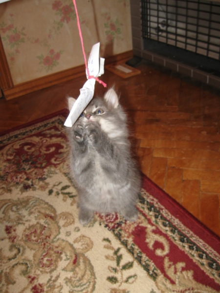 Поговорим о кошках34