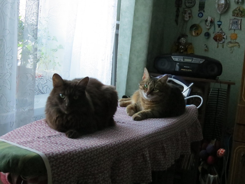 Поговорим о кошках34