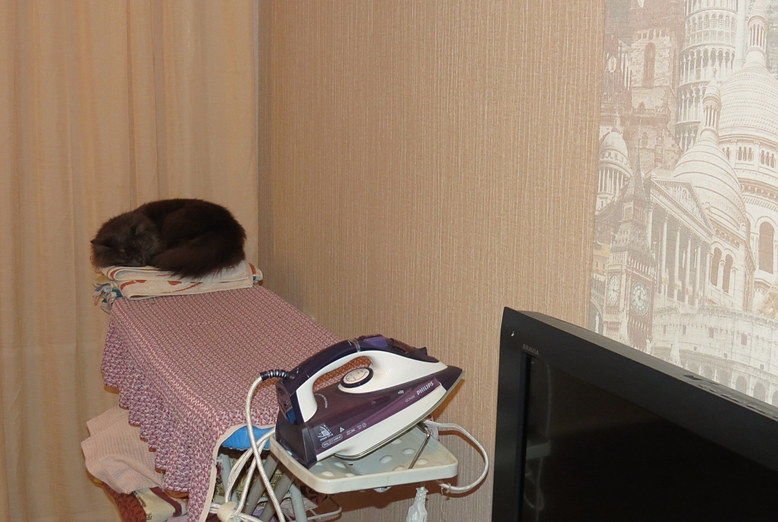 Поговорим о кошках34