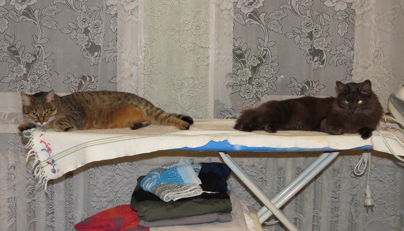 Поговорим о кошках34