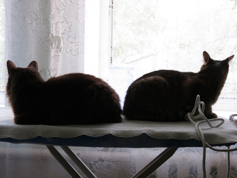 Поговорим о кошках34