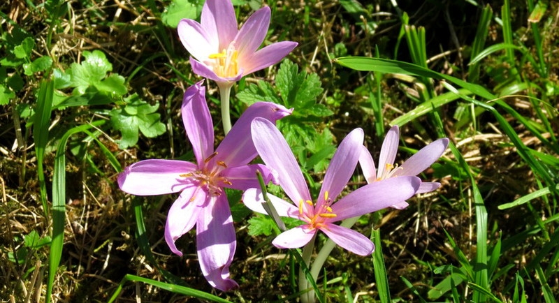 Поговорим о кошках34