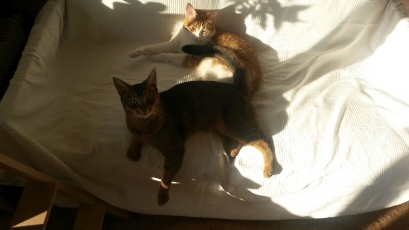 Поговорим о кошках34