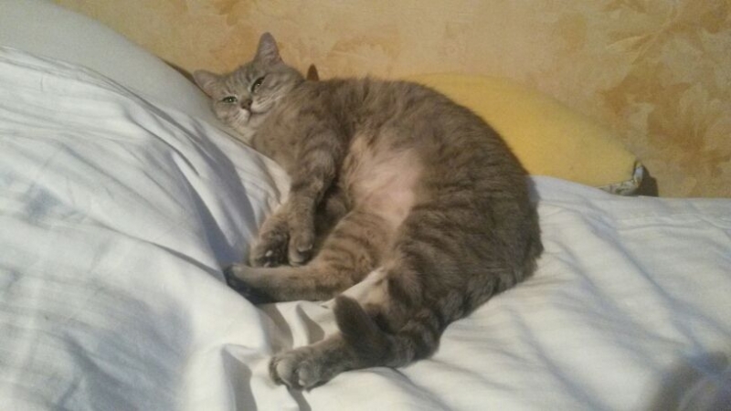 Поговорим о кошках34