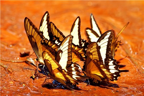 Один день на Игуасу 2015, советы