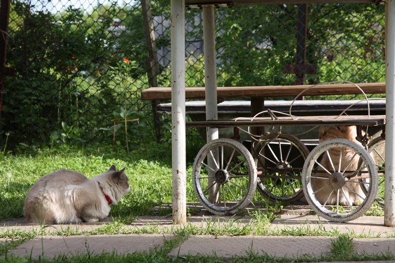 Поговорим о кошках34