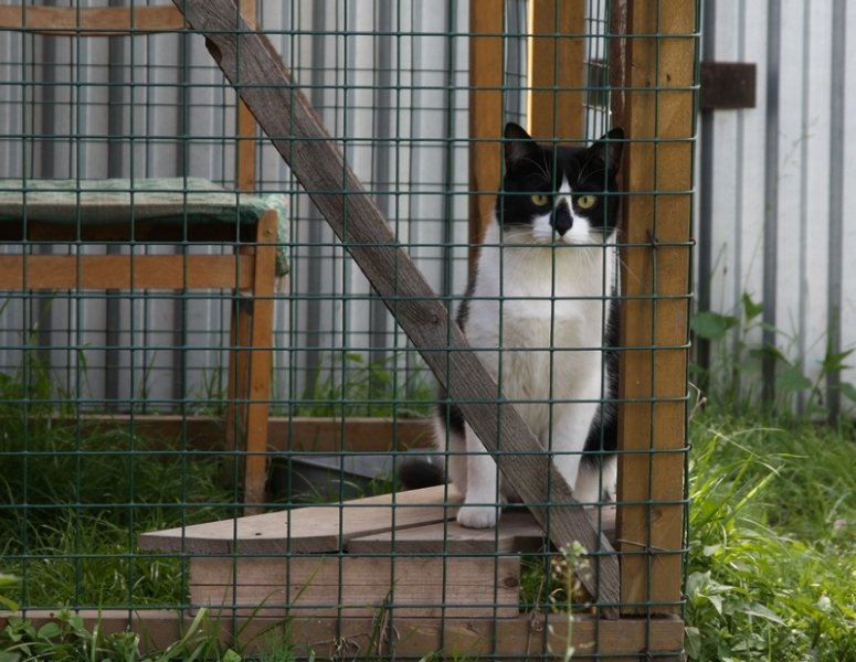 Поговорим о кошках34