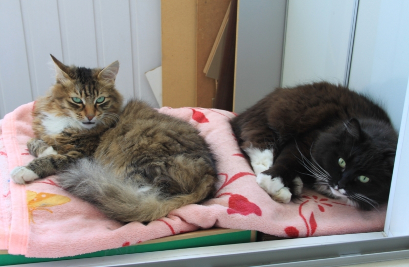 Поговорим о кошках34