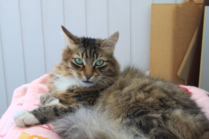 Поговорим о кошках34