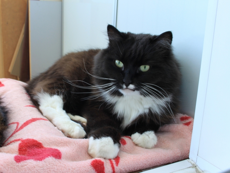 Поговорим о кошках34