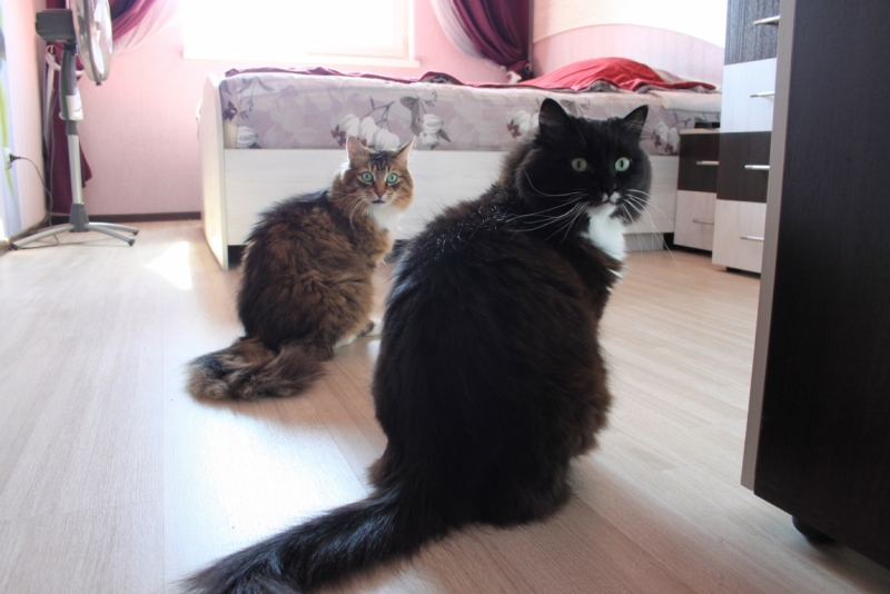 Поговорим о кошках34