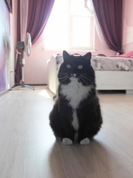 Поговорим о кошках34