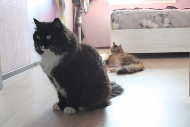 Поговорим о кошках34