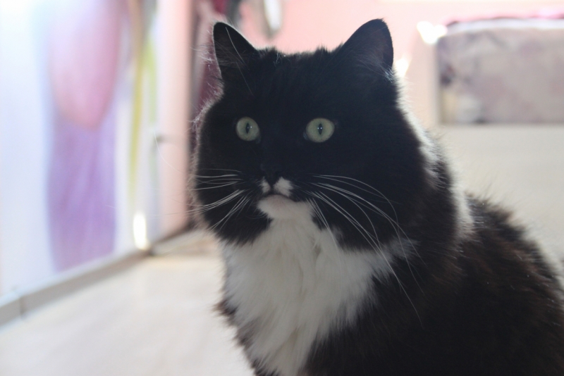 Поговорим о кошках34