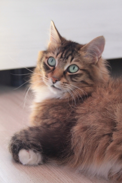 Поговорим о кошках34