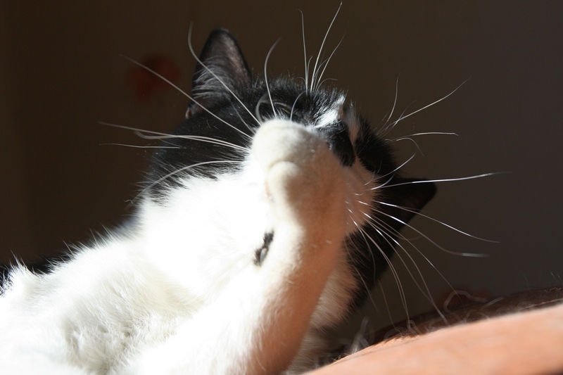 Поговорим о кошках34