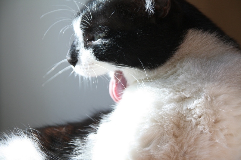 Поговорим о кошках34