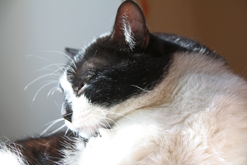 Поговорим о кошках34