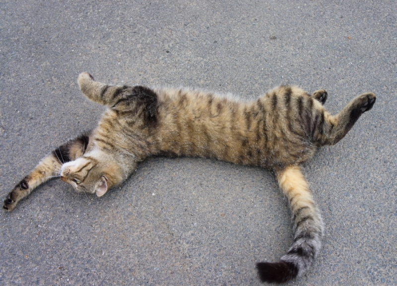 Поговорим о кошках34