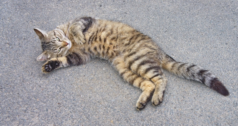 Поговорим о кошках34