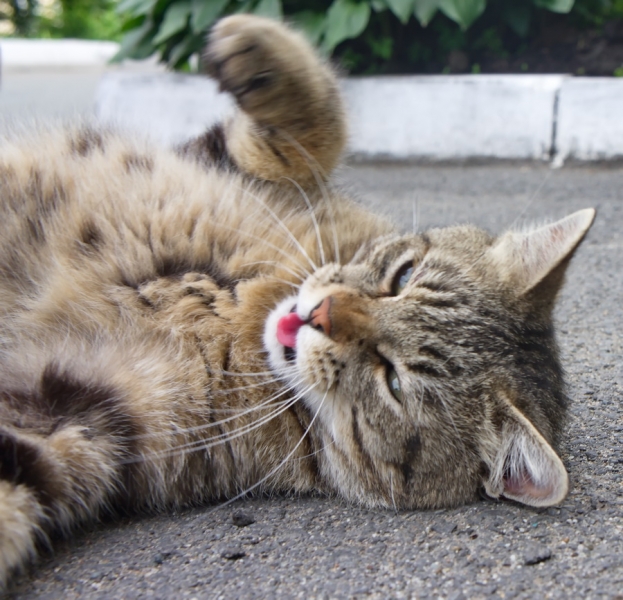 Поговорим о кошках34