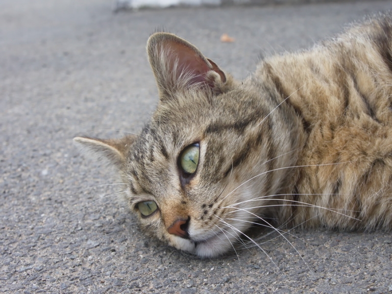 Поговорим о кошках34